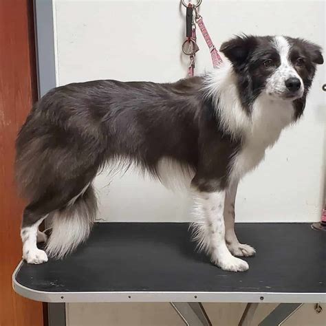 border collie grooming needs.